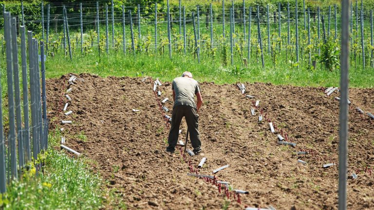 Plantation des vignes au Domaine Vins des Cinq