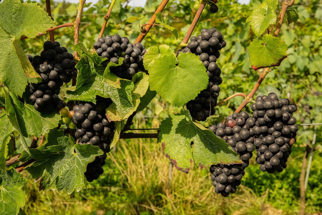 Raisins Noirs au Vignoble au Domaine Vins des Cinq