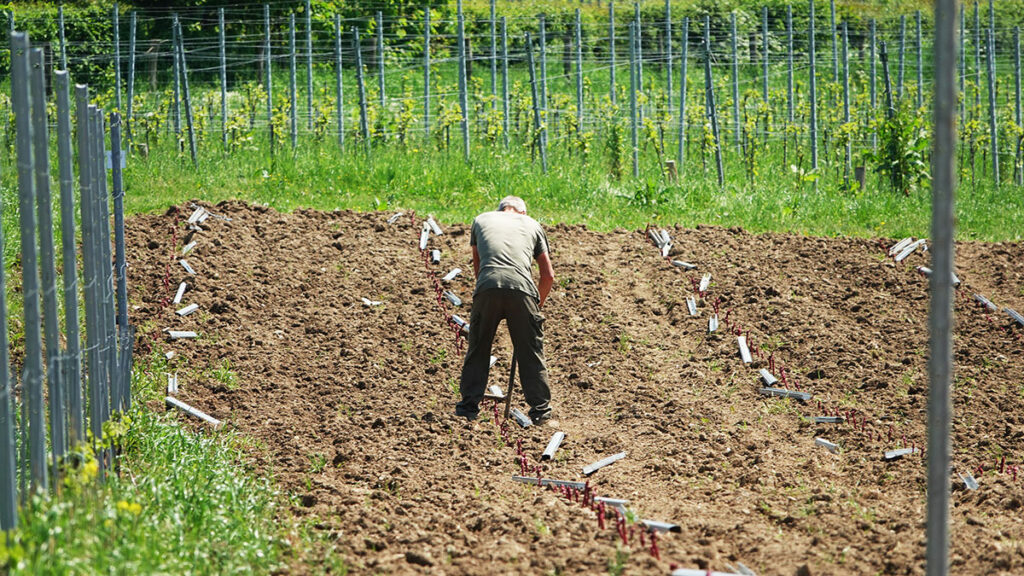 wijnstokken planten