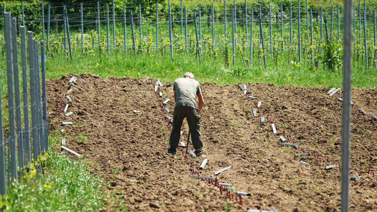 Plantation des vignes au Domaine Vins des Cinq