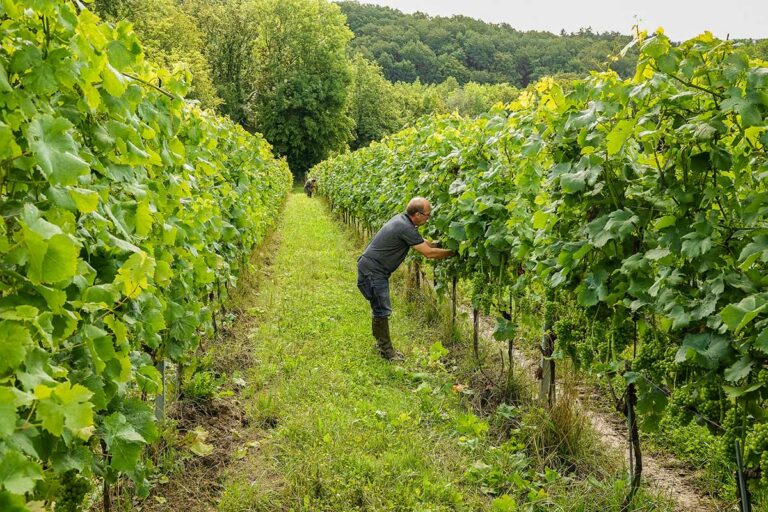 Gabriel du Domaine Vins des Cinq