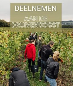 Druivenooogst