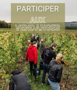 Participer aux vendanges