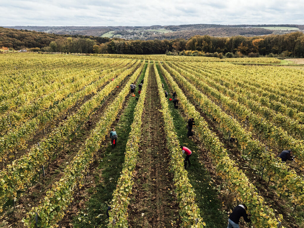 Vendanges 2024