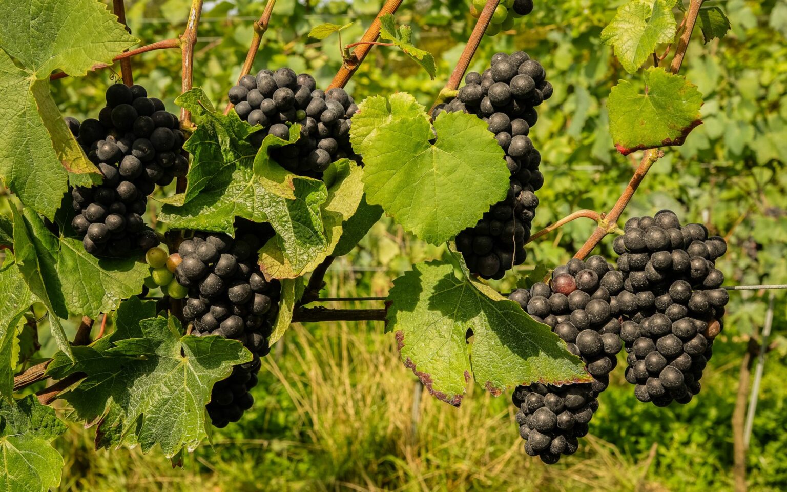 Raisins noirs