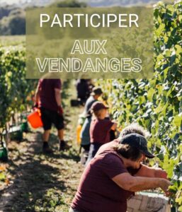 Vendanges