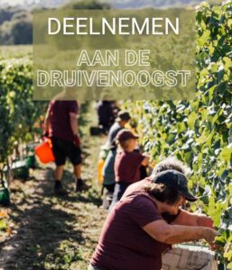 Druivenoogst